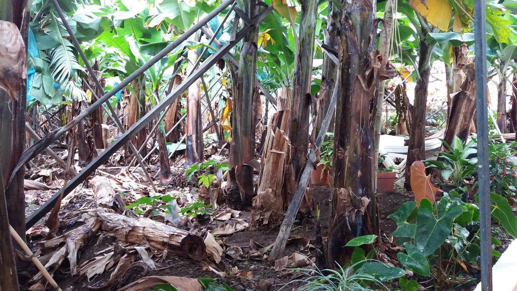 Banana House Ξενοδοχείο Ponta do Sol  Εξωτερικό φωτογραφία